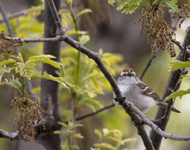 Chipping Sparrow 2340